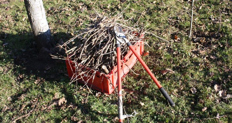 Řez ovocných stromů (Zdroj: https://pixabay.com/en/garden-branches-pruning-scissors-1214148/)