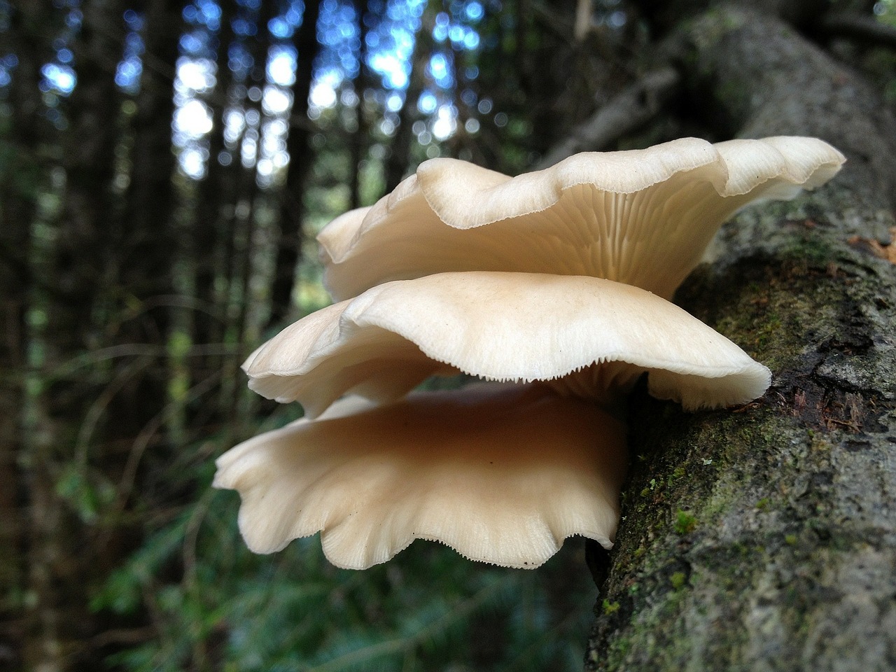 Hliva ústřičná(Zdroj: https://pixabay.com/en/mushrooms-mushroom-tree-trunk-295823/)