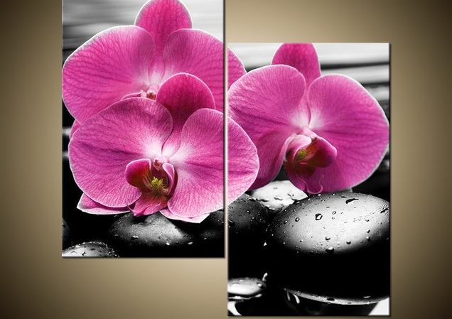 Tištěný obraz Krásná orchidej mezi kameny