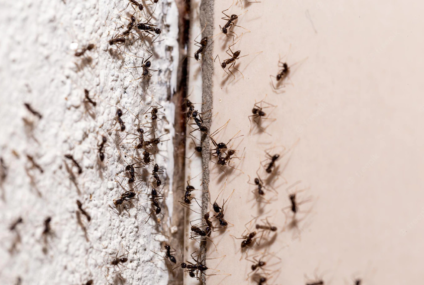 Mravenci v domácnosti: Jak se jich úspěšně zbavit?