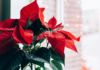 Vánoční hvězda: Jak se o ni starat, aby kvetla i po Vánocích?