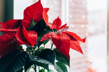Vánoční hvězda: Jak se o ni starat, aby kvetla i po Vánocích?