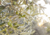 Jak pěstovat olivovník? Základem je vhodné místo