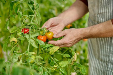 Jak docílit pořádné úrody rajčat? Vyzkoušejte domácí hnojiva, na která zahrádkáři nedají dopustit