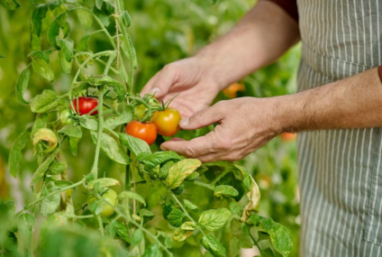 Jak docílit pořádné úrody rajčat? Vyzkoušejte domácí hnojiva, na která zahrádkáři nedají dopustit