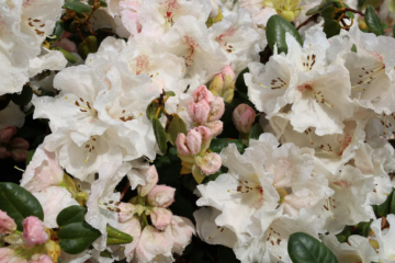 Jak pěstovat rododendron? Jak často zalévat a jaké potřebuje prostředí