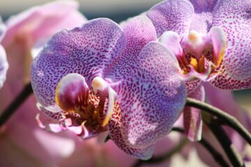 Jak pěstovat orchideu