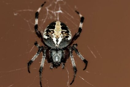 Pavouci: Noční můra, kterou lze snadno odehnat díky vůním