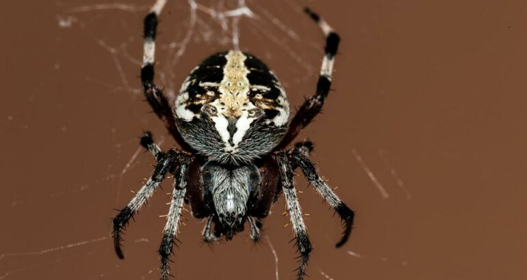 Pavouci: Noční můra, kterou lze snadno odehnat díky vůním