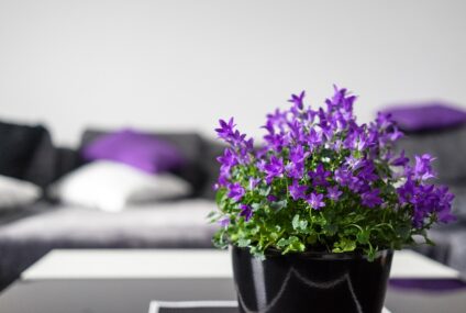 Pokojové rostliny, které pozmění vzhled vašeho obývacího pokoje