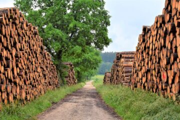 Dřevo pro vaši stavbu či rekonstrukci? Spolehlivý dodavatel je k nezaplacení